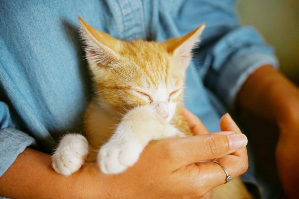 How Emotional Support Animals Benefit Mental Health and Wellness - San  Diego | API