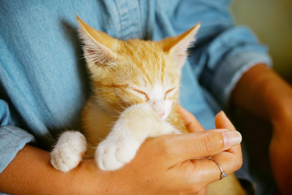 How Emotional Support Animals Benefit Mental Health And Wellness San 